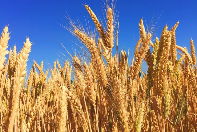 Wheat field in Eugene, United States